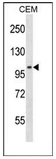 AP52478PU-N - DNA ligase 3