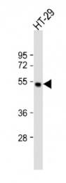 AP52492PU-N - LIPC / Hepatic lipase