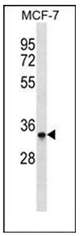 AP52580PU-N - MAD2L1-binding protein