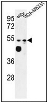 AP52590PU-N - Tricellulin