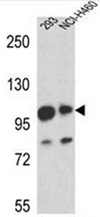 AP52591PU-N - Mastermind-Like Protein 1