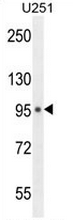 AP52694PU-N - MICAL-like protein 1