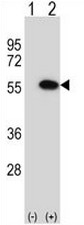 AP52698PU-N - MYC-induced nuclear antigen