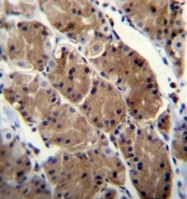 AP52705PU-N - Motilin receptor