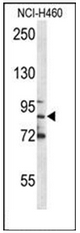 AP52737PU-N - Myeloperoxidase