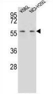 AP52739PU-N - MPP3