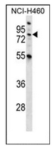 AP52761PU-N - Macrophage stimulatory protein
