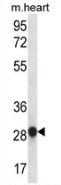 AP52801PU-N - Myogenin