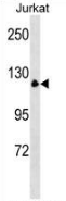 AP52803PU-N - Myelin transcription factor