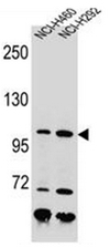AP52817PU-N - Nibrin