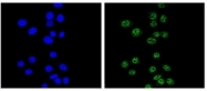 AP52817PU-N - Nibrin