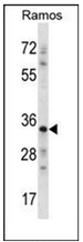 AP52832PU-N - Necdin