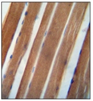 AP52835PU-N - NDUFA11