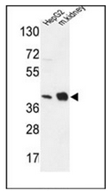 AP52837PU-N - NDUFA10