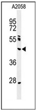 AP52849PU-N - NEIL1