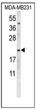 AP52854PU-N - Oxytocin