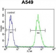 AP52881PU-N - BNIP3L / BNIP3A