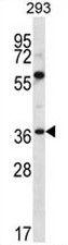 AP52923PU-N - Neuroplastin / SDFR1