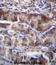 AP52939PU-N - Neurensin 2