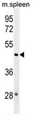 AP52943PU-N - NSUN3