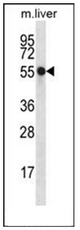AP52977PU-N - Nucleoredoxin