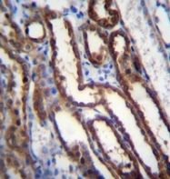 AP52977PU-N - Nucleoredoxin