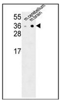 AP52979PU-N - Neurexophilin-1