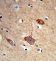 AP52979PU-N - Neurexophilin-1