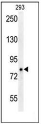 AP52987PU-N - P protein