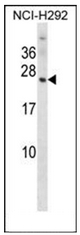 AP52997PU-N - Olfactory marker protein