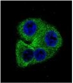AP52999PU-N - Osteopontin / SPP1