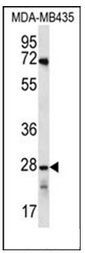 AP53003PU-N - Olfactory receptor 10AG1