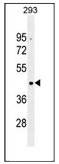 AP53005PU-N - Olfactory receptor 10G2