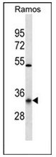 AP53006PU-N - Olfactory receptor 10G9