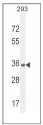 AP53007PU-N - Olfactory receptor 10H1
