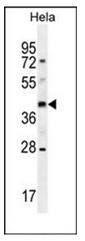 AP53008PU-N - Olfactory receptor 10H4