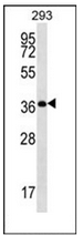 AP53009PU-N - Olfactory receptor 10H5 / OR10H5