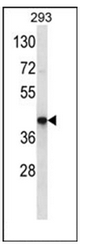 AP53010PU-N - Olfactory receptor 10J3