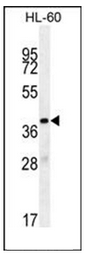AP53011PU-N - Olfactory receptor 10J5