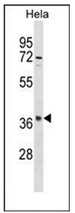 AP53012PU-N - Olfactory receptor 10S1