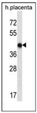 AP53013PU-N - Olfactory receptor 10V1