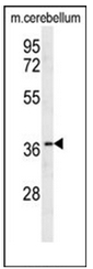 AP53014PU-N - Olfactory receptor 10X1