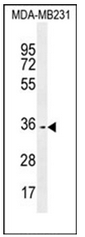 AP53015PU-N - Olfactory receptor 10Z1