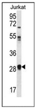 AP53016PU-N - Olfactory receptor 11L1