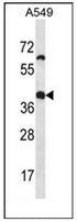 AP53020PU-N - Olfactory receptor 14J1
