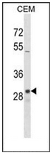 AP53021PU-N - Olfactory receptor 1D2