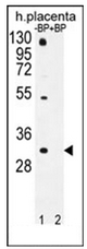 AP53022PU-N - Olfactory receptor 1D5