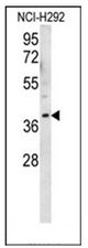 AP53026PU-N - Olfactory receptor 2AK2