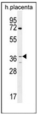 AP53027PU-N - Olfactory receptor 2AT4