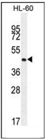 AP53029PU-N - Olfactory receptor 2F2